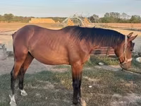 Caballo, Kisber felver — foto 1