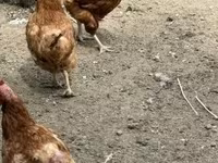 Chickens — photo 4