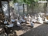 Ducks — फ़ोटो 5