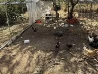 Chickens — الصورة 2