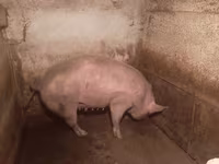 Locha, Świnie — zdjęcie 6