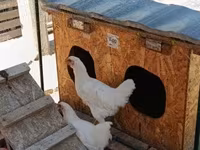 Chickens — photo 2