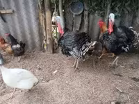 Turkeys — 照片 1