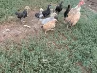 Chickens — الصورة 3