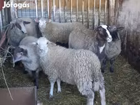 Kos, Juhok — 1. fotó