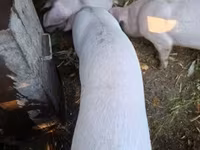 Sow, Pigs — photo 1