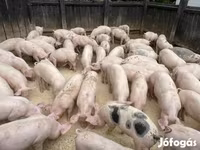 公猪, Pigs — 照片 5