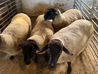 Sheep, White Suffolk sheep — photo 2