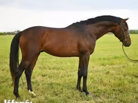 Horse (M), Thoroughbred horse — photo 2
