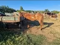 母马, Horses — 照片 4