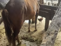 Mare, Horses — photo 3