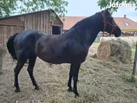 Stute, Hungarian horse breed — Foto 2