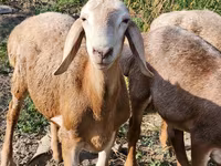 Beran, Arashan sheep — foto 4