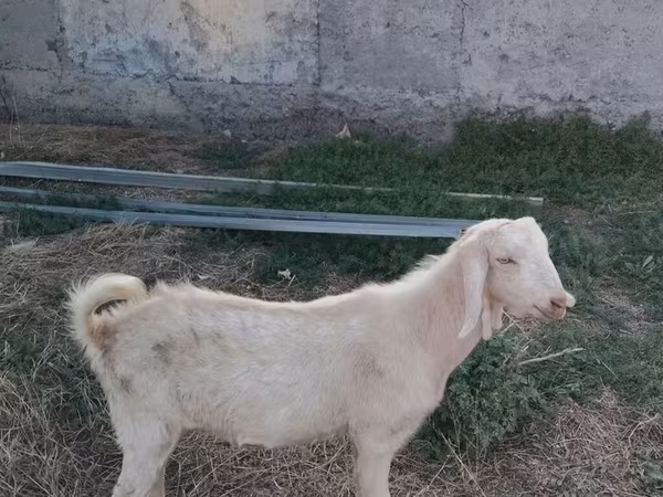 Bak, Beetal goats