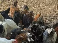 Chickens — 照片 1