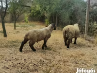 Ram, White Suffolk sheep — photo 2