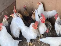 Chickens — Foto 3