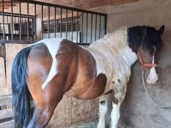 Hing, Gypsy horse