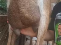Billy Goat, Alpine goat — photo 5