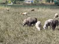 Juh, Romanov sheep — 1. fotó