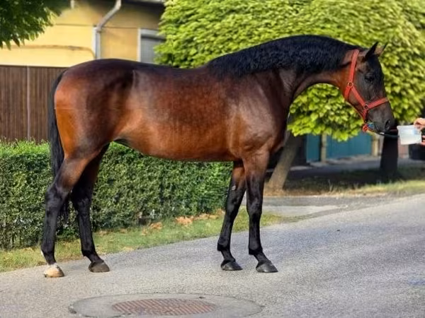 Mare, Horses
