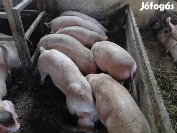 Disznók (tétel, nem megadva), Sertések — Magyarország