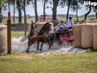 حصان, Hungarian horse breed — الصورة 2