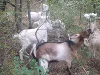 Nőstény kecske, Nubian Goat — 4. fotó