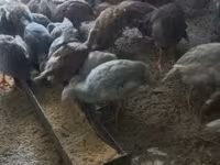 Guinea fowl — photo 2