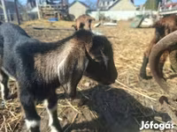 Chèvre, Alpine goat — photo 3