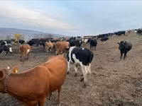 Bika, Russian Black pied cattle — 1. fotó