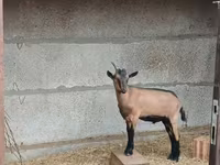 Bak, Alpine goat — 2. fotó
