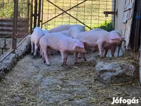 Eber, Schweine — Foto 2