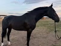 Kanca, Dutch warmblood horse — 2. fotó