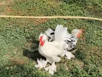 Chickens — Foto 3