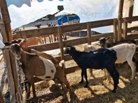 Cabro, Cabras — foto 1
