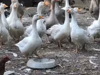 Geese — फ़ोटो 2