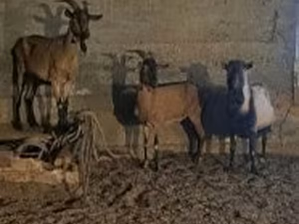 公山羊, Alpine goat — 匈牙利