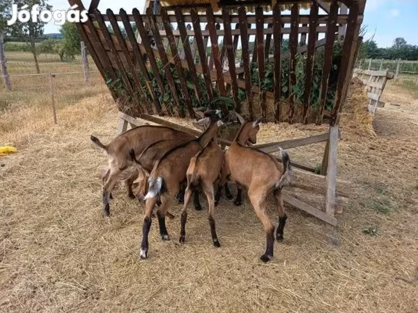 公山羊, Alpine goat