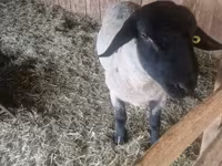 كبش, White Suffolk sheep — الصورة 1
