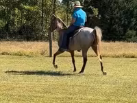 Horse (M), Rocky Mountain Horse — photo 7