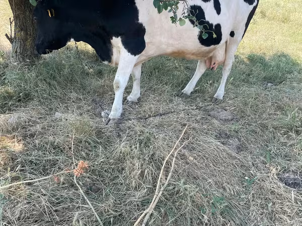 Bika, Holstein fajta