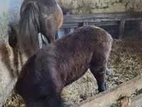 Kanca, Lipizzaner — 2. fotó
