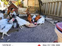 Chickens — 照片 6