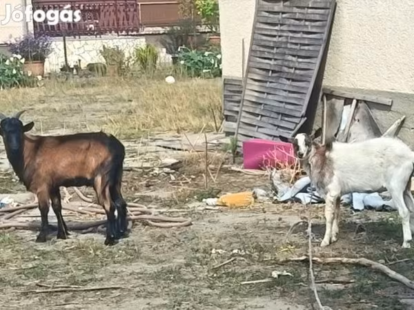 Козёл, Козлы — Венгрия