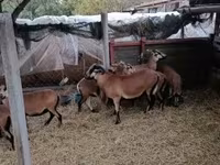 Schaf, Cameroon sheep — Foto 4