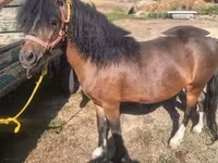 公马, Horses — 照片 1
