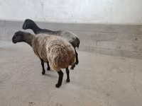 Ovelha, Ovelhas — foto 2