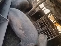 公猪, Pigs — 照片 5