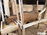 Ziege, Alpine goat — Foto 4